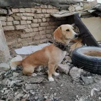 واگذاری پاپی نگهبان