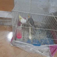 یک جفت عروس هلندی بشرط تخم جوجه معاوضه با کفتر|پرنده|مشهد, نوید|دیوار