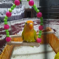 کوتوله برزیلی