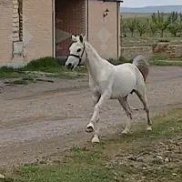 اسب نریان
