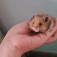 بچه همستر فقط ۲۴۰|موش و خرگوش|شیراز, ارم|دیوار