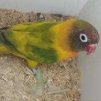 چهار جفت کوتوله با تخم وجوجه|پرنده|تربت جام, معدآباد|دیوار