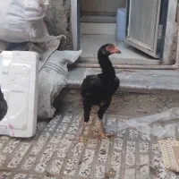 جوجه  لاری  چهار ماهه  ب