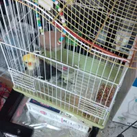 عروس هلندی نر