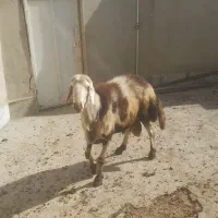 قورچ