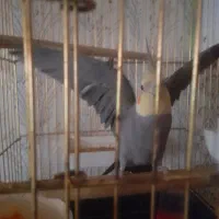 عروس هلندی مولد، تضمینی ، جوجه سرلاکی هم میفروشم