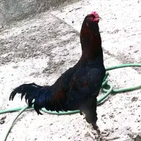 سالم|حیوانات مزرعه|چناران, |دیوار