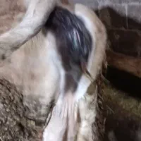 فروش گاو|حیوانات مزرعه|زنجانرود, |دیوار