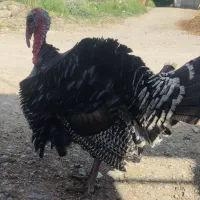 بوقلمون نر