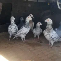 ۷تا کفتر بوم