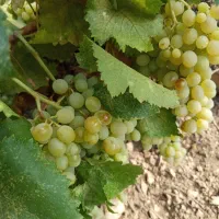 فروش باغ پر درامد|فروش زمین و ملک کلنگی|دشمن زیاری, |دیوار