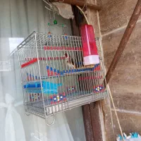 سهره جوجه قفس 2ساله