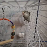 ۲ جفت طوطی برزیلی (کوتوله)