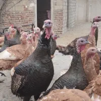 بوقلمون و مرغ خروس طبیعی|حیوانات مزرعه|اردبیل, |دیوار