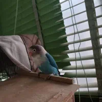 جفت کوتوله بالغ دستی