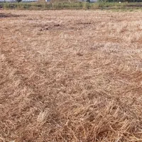 زمین مناسب باغ و گل خونه