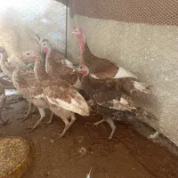 بوقلمون بروبو اصل