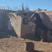 اسب مادیان نژاد دره شور