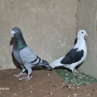 کبوتر پلاکی