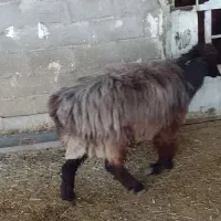 کاوه میش تهه بختیاری|حیوانات مزرعه|دهدشت, |دیوار