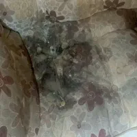 مبلمان|مبلمان خانگی و میز عسلی|قم, عربستان|دیوار