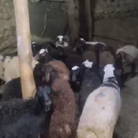 فروش تعدادی بره نروماده|حیوانات مزرعه|کرفتو, |دیوار