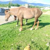 یک اسب یک اخته نمونه