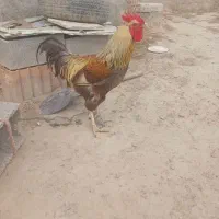 خروس فروشی
