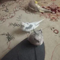 عروس مولد. آلبینو دوکت و مرواریدی ایزابلا .با جوجه