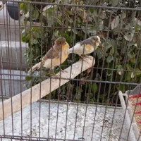 قناری نر و ماده