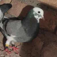 کبوتر شازده