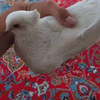کفتر|پرنده|چنگ الماسی, |دیوار