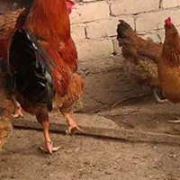 مرغ بومی تخمگذار ۱ ساله