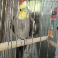 عروس سخنگو بالغ