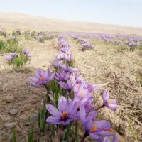 زعفران امسال