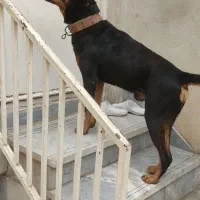 سگ دوبرمن نر|سگ|فردیس, داوری|دیوار