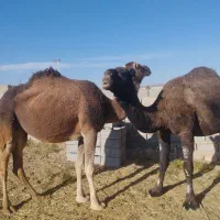 3تا شتر|حیوانات مزرعه|ریگ ملک, |دیوار