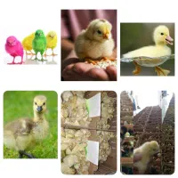 جوجه گلپایگان، غاز، اردک، بوقلمون، جوجه رنگی