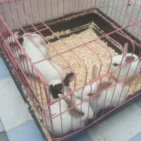 فروش بچه خرگوش