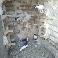 کبوتر