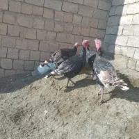 بوقلمون محلی اصل