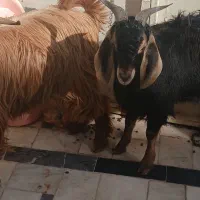 قصاب وسلام سیار