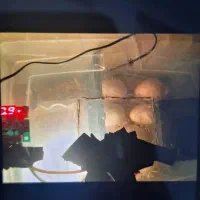 دستگاه جوجه کشی