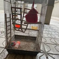 قفس سایز بزرگ با لوازم کامل بازی