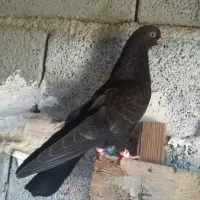 جوجه سیاه و سرخ