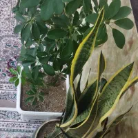 گلل|گل و گیاه طبیعی|کامیاران, |دیوار