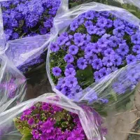 گل سینره|گل و گیاه طبیعی|ساوه, |دیوار