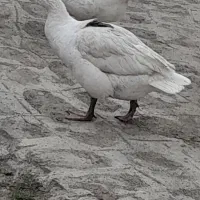 حیوانات خانگی