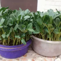 فروش سبزه روز مادر|گل و گیاه طبیعی|الشتر, |دیوار