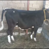 گاو هلیشتان